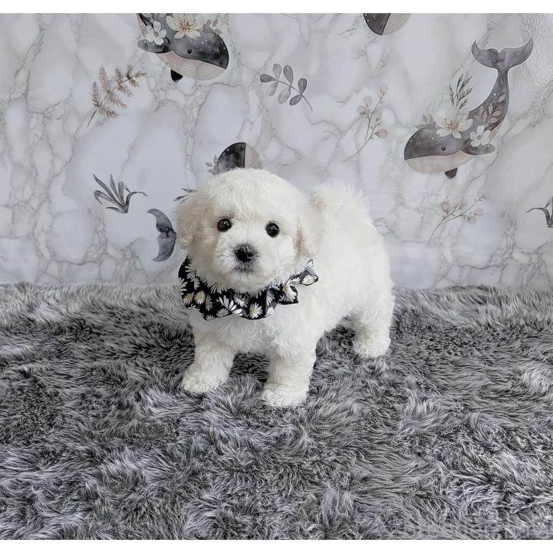 販売中の福岡県のビションフリーゼ-424246の3枚目