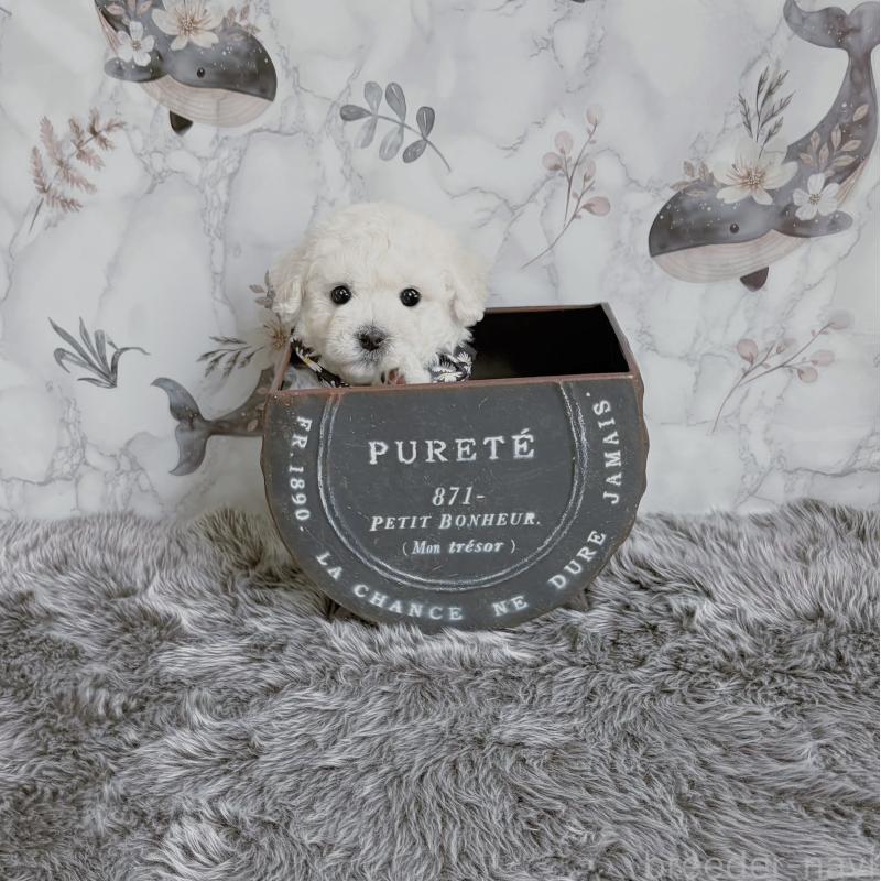 販売中の福岡県のビションフリーゼ-424246の2枚目