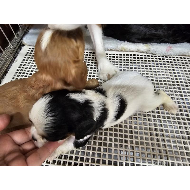 販売中の愛知県のキャバリアキングチャールズスパニエル-424287の6枚目