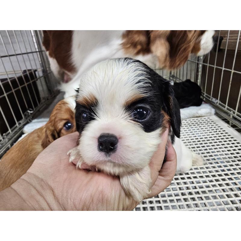 販売中の愛知県のキャバリアキングチャールズスパニエル-424287の5枚目