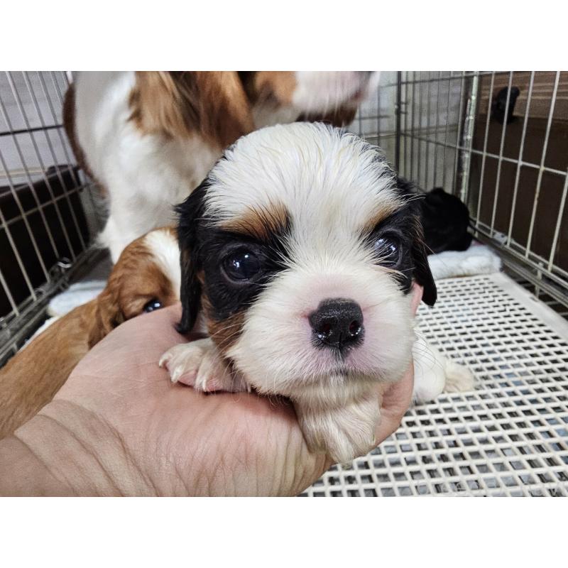 販売中の愛知県のキャバリアキングチャールズスパニエル-424287の4枚目