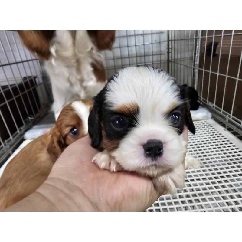 販売中の愛知県のキャバリアキングチャールズスパニエル-424287の3枚目