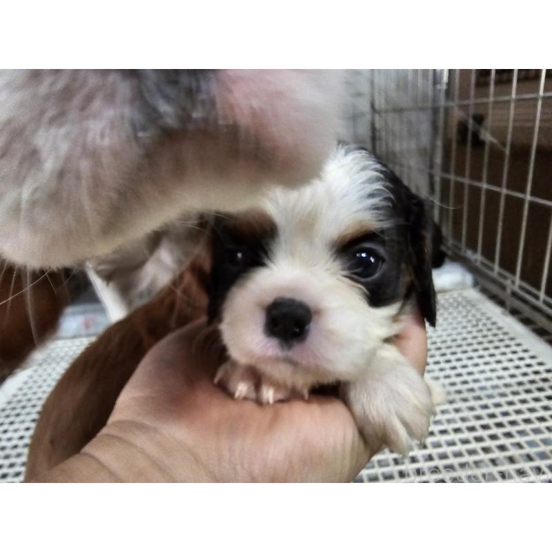 販売中の愛知県のキャバリアキングチャールズスパニエル-424287の2枚目