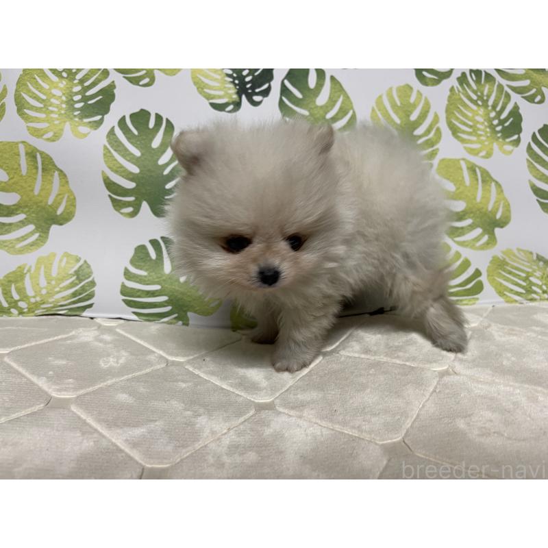 販売中の群馬県のポメラニアン-424297の4枚目