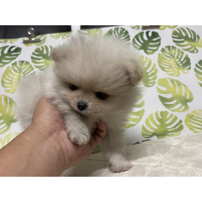 販売中の群馬県のポメラニアン-424297の3枚目