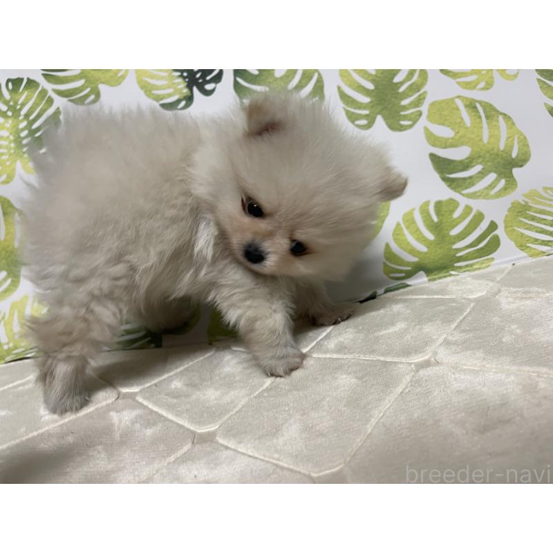 販売中の群馬県のポメラニアン-424297の2枚目