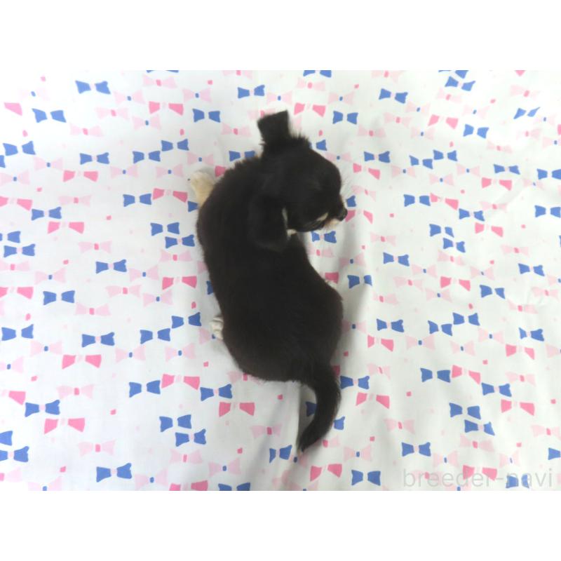 成約済の千葉県のチワワ(ロングコート)-417537の6枚目