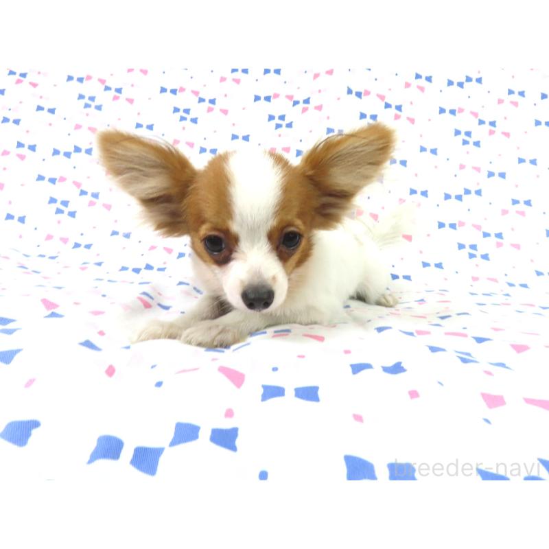 販売中の千葉県のパピヨン-417946の4枚目