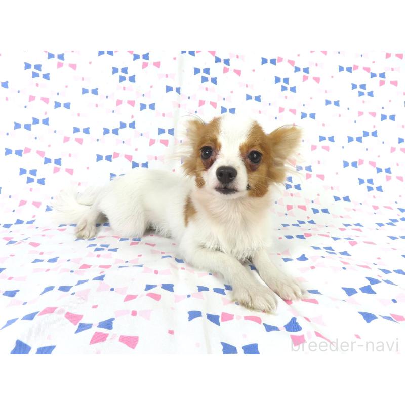 販売中の千葉県のパピヨン-417946の2枚目