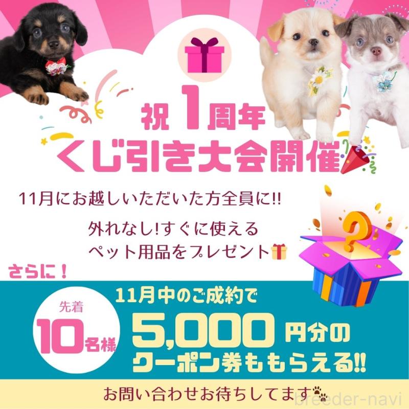 商談中の神奈川県のチワワ(スムースコート)-418436の2枚目