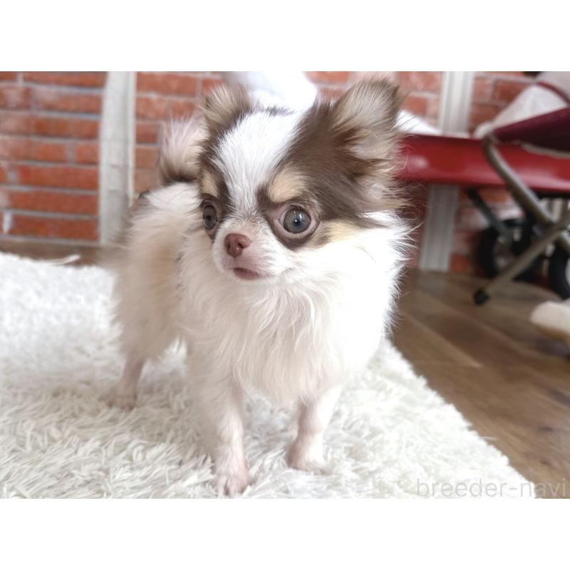 販売中の神奈川県のチワワ(ロングコート)-424294の6枚目