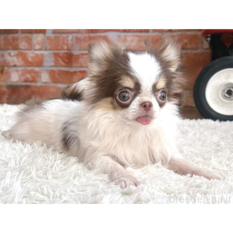 販売中の神奈川県のチワワ(ロングコート)-424294の5枚目