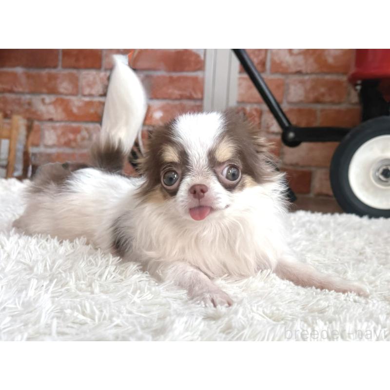 販売中の神奈川県のチワワ(ロングコート)-424294の4枚目