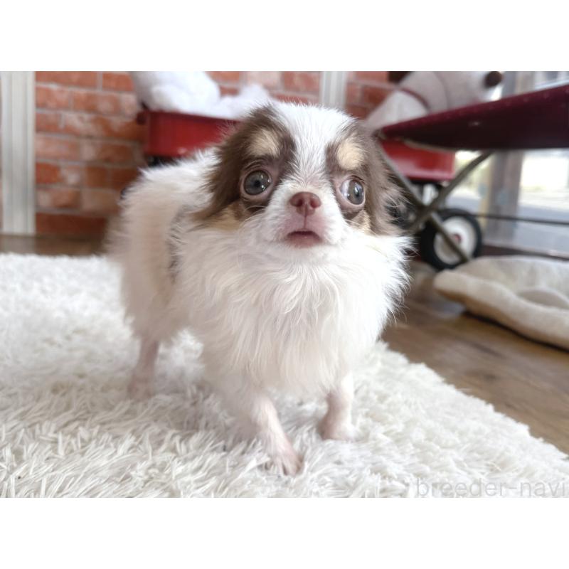 販売中の神奈川県のチワワ(ロングコート)-424294の3枚目