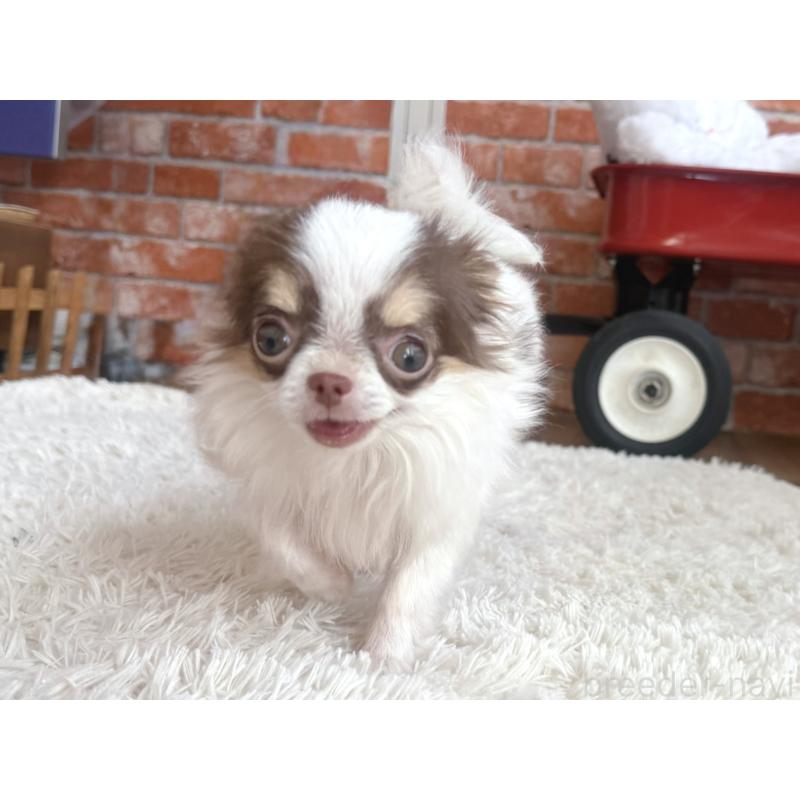 販売中の神奈川県のチワワ(ロングコート)-424294の2枚目