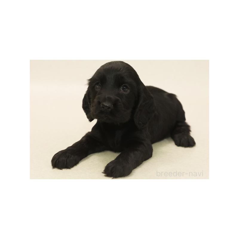 販売中の神奈川県のイングリッシュコッカースパニエル-420307