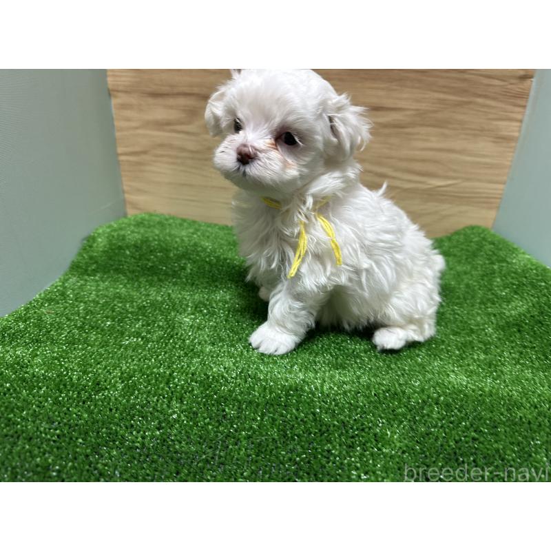 販売中の愛媛県のチワマル:チワワ×マルチーズ-424295の8枚目