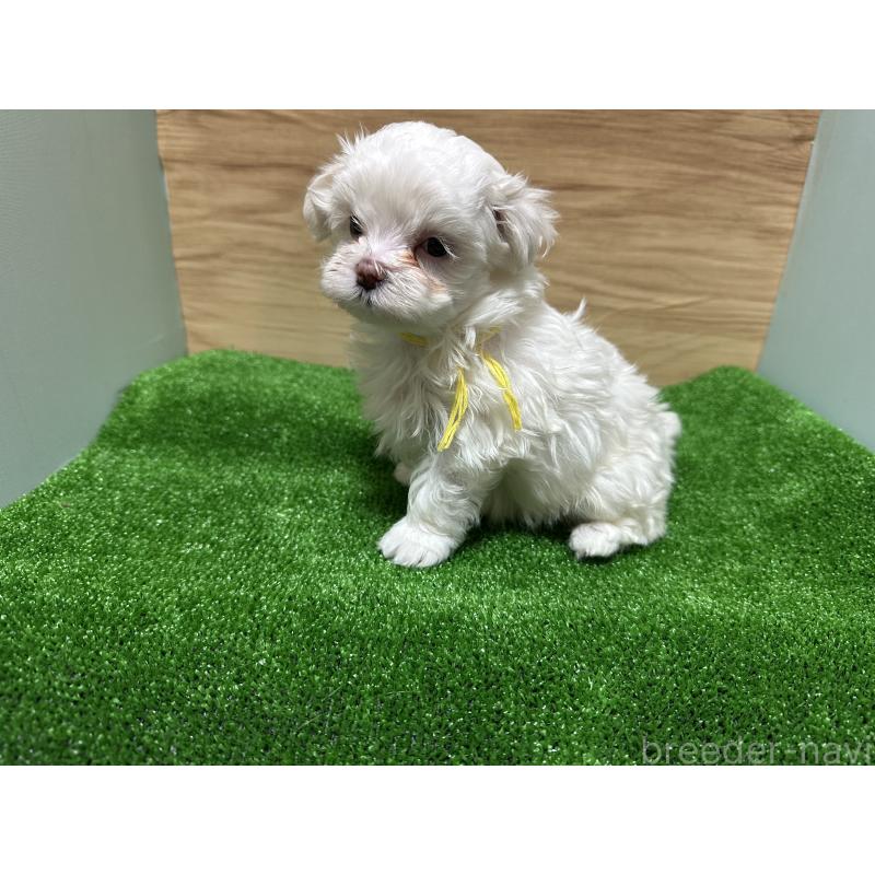 販売中の愛媛県のチワマル:チワワ×マルチーズ-424295の7枚目
