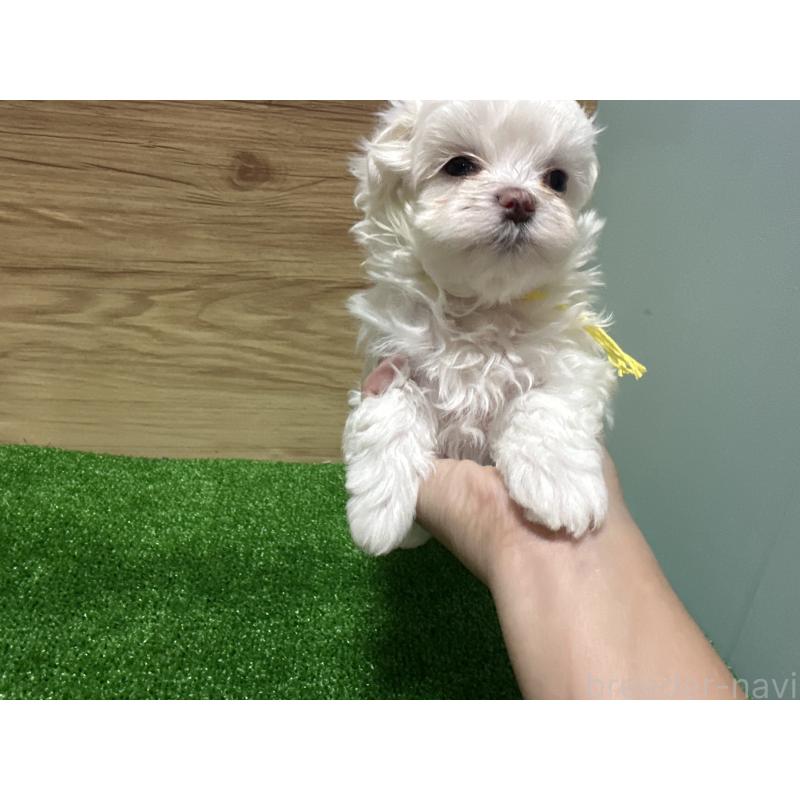 販売中の愛媛県のチワマル:チワワ×マルチーズ-424295の6枚目