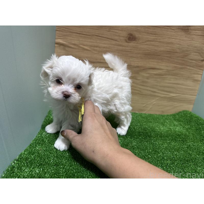 販売中の愛媛県のチワマル:チワワ×マルチーズ-424295の5枚目