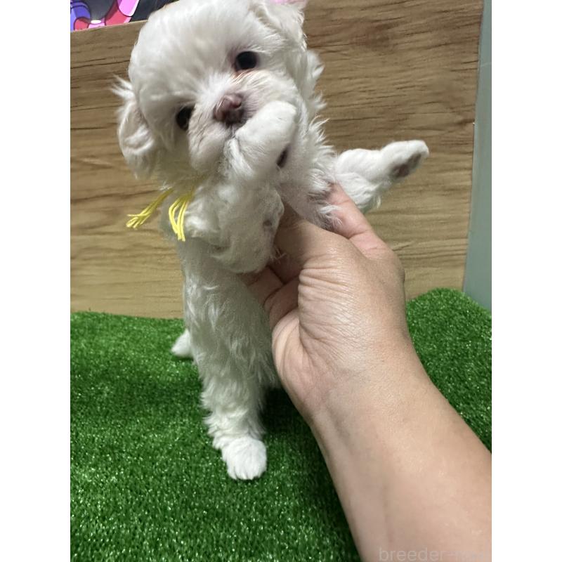販売中の愛媛県のチワマル:チワワ×マルチーズ-424295の4枚目