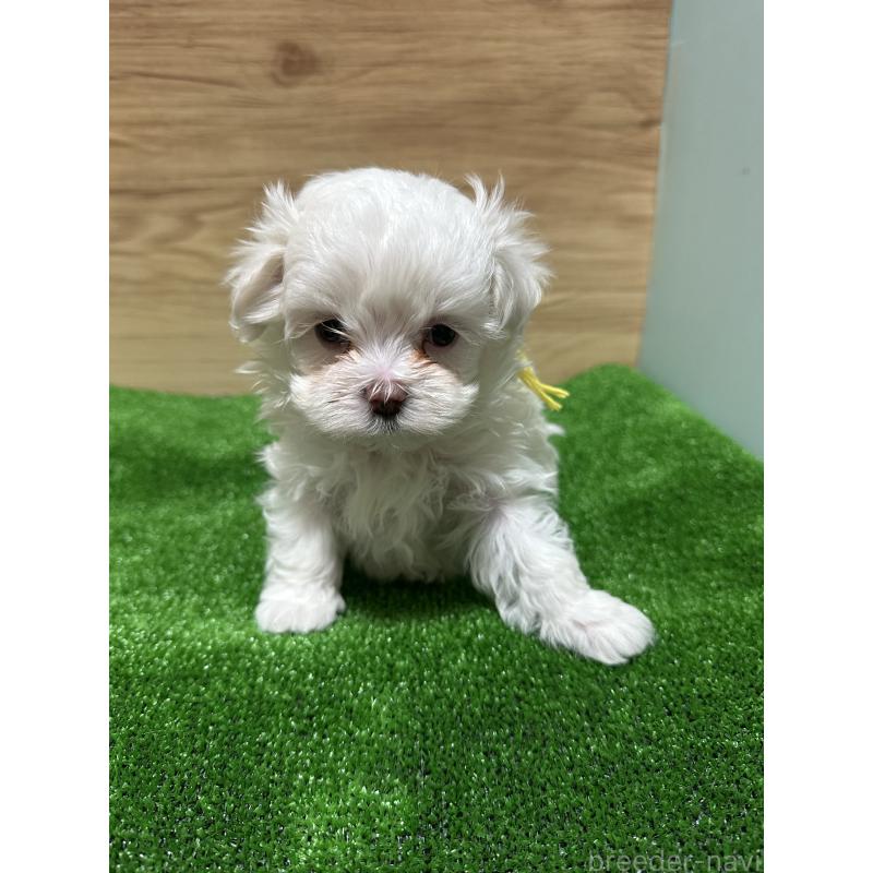 販売中の愛媛県のチワマル:チワワ×マルチーズ-424295の3枚目