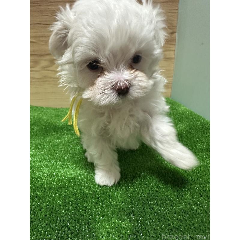 販売中の愛媛県のチワマル:チワワ×マルチーズ-424295の2枚目