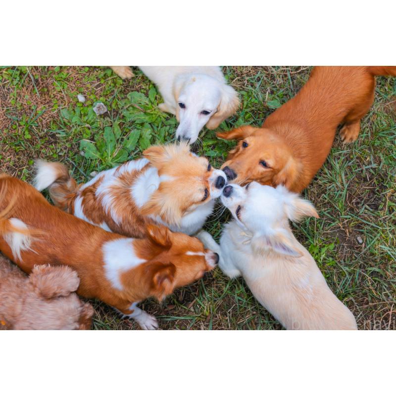 販売中の千葉県のマルプー:マルチーズ×トイプードル-424288の3枚目