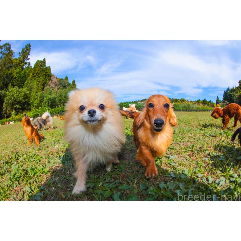 販売中の千葉県のマルチーズ-424285の2枚目