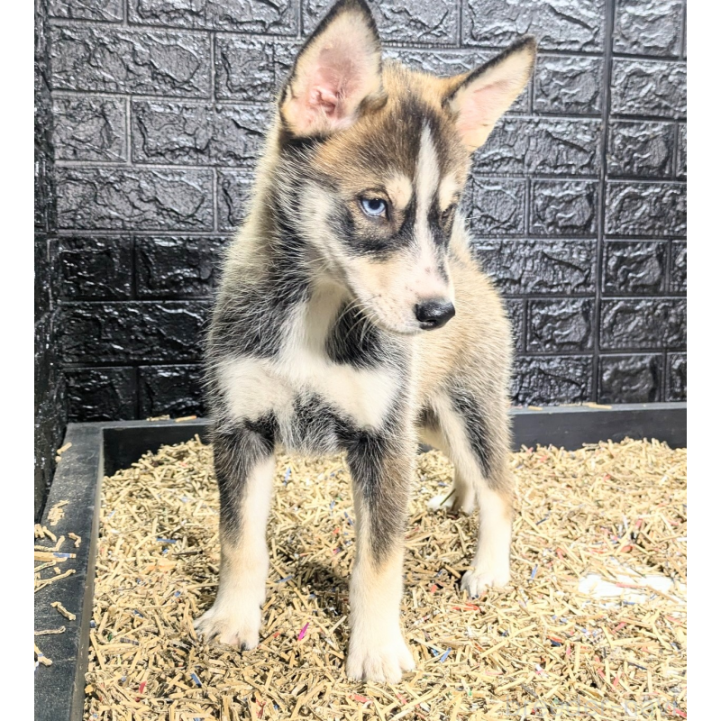 販売中の愛媛県のその他の犬種-424296の1枚目