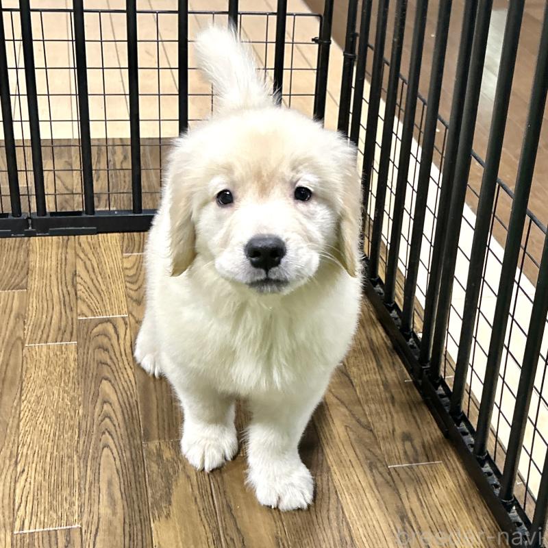 販売中の栃木県のゴールデンレトリーバー-421578の22枚目