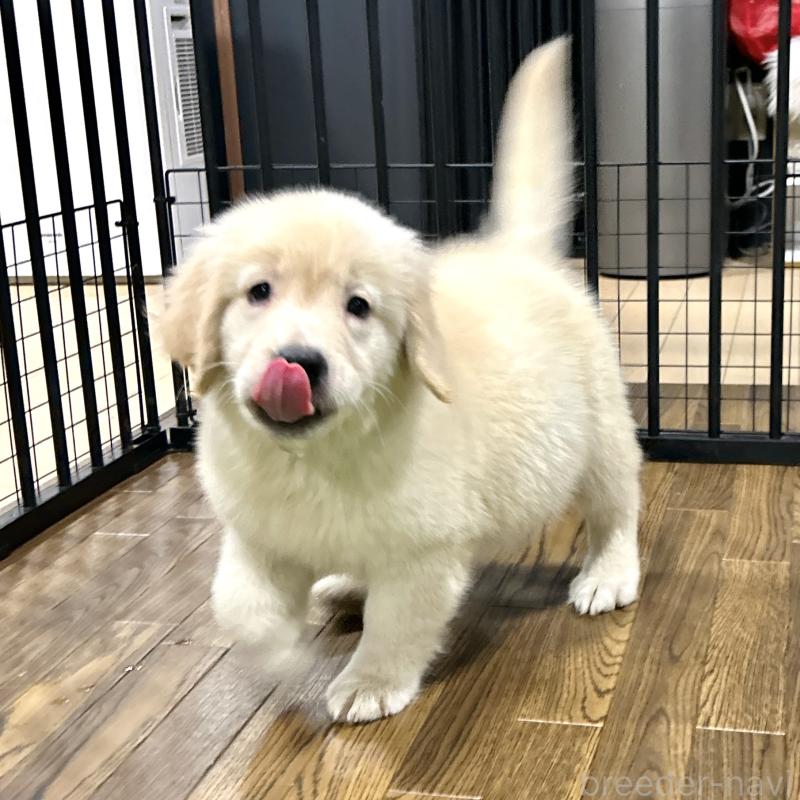 販売中の栃木県のゴールデンレトリーバー-421578の21枚目