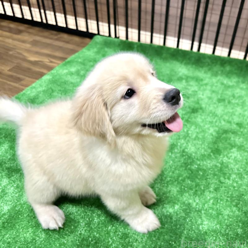 販売中の栃木県のゴールデンレトリーバー-421578の20枚目