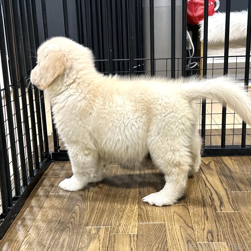 販売中の栃木県のゴールデンレトリーバー-421578の19枚目