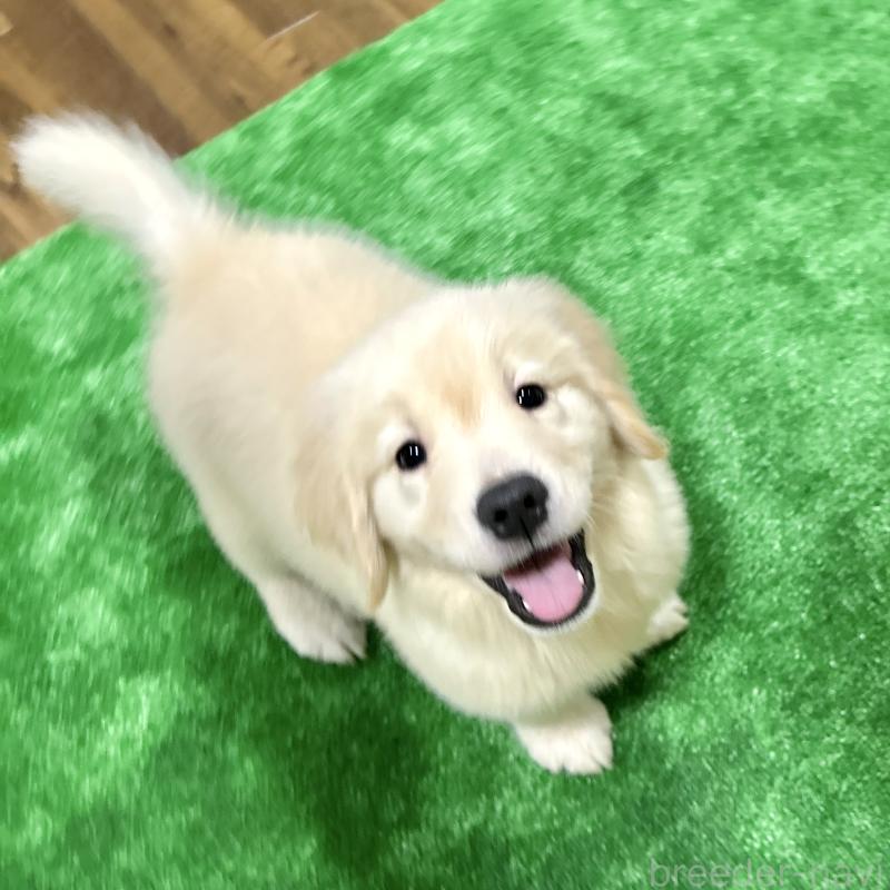販売中の栃木県のゴールデンレトリーバー-421578の18枚目