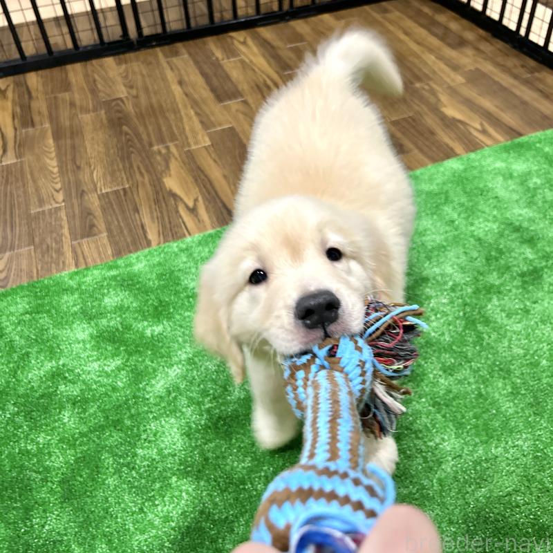 販売中の栃木県のゴールデンレトリーバー-421578の17枚目