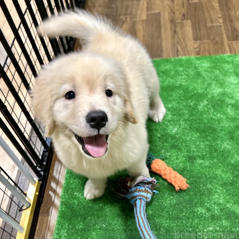 販売中の栃木県のゴールデンレトリーバー-421578の16枚目