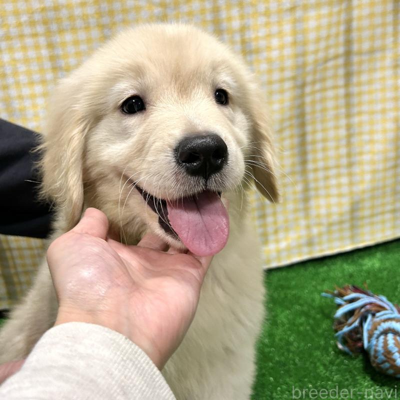 販売中の栃木県のゴールデンレトリーバー-421578の15枚目