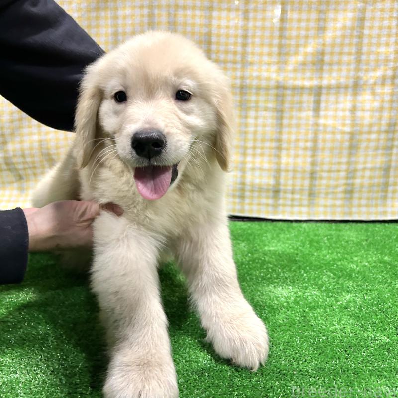 販売中の栃木県のゴールデンレトリーバー-421578の14枚目