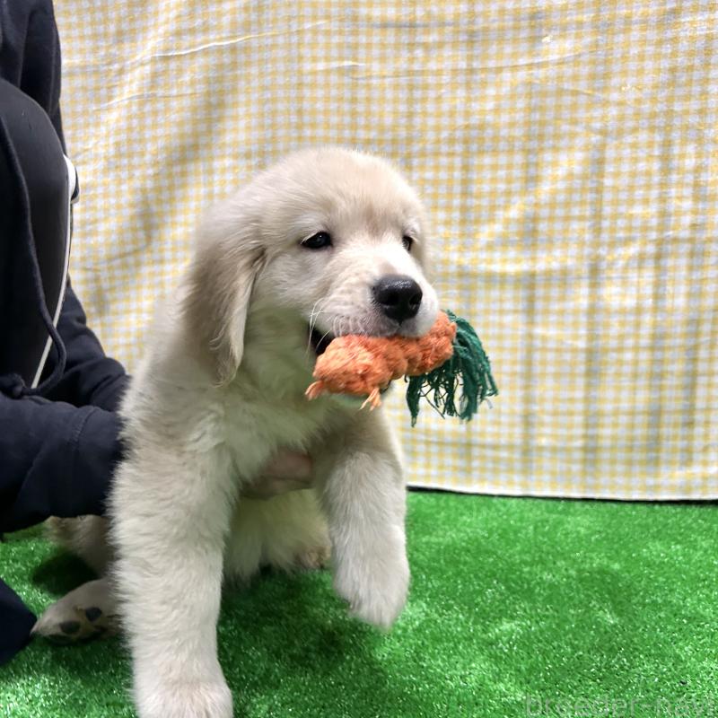 販売中の栃木県のゴールデンレトリーバー-421578の13枚目