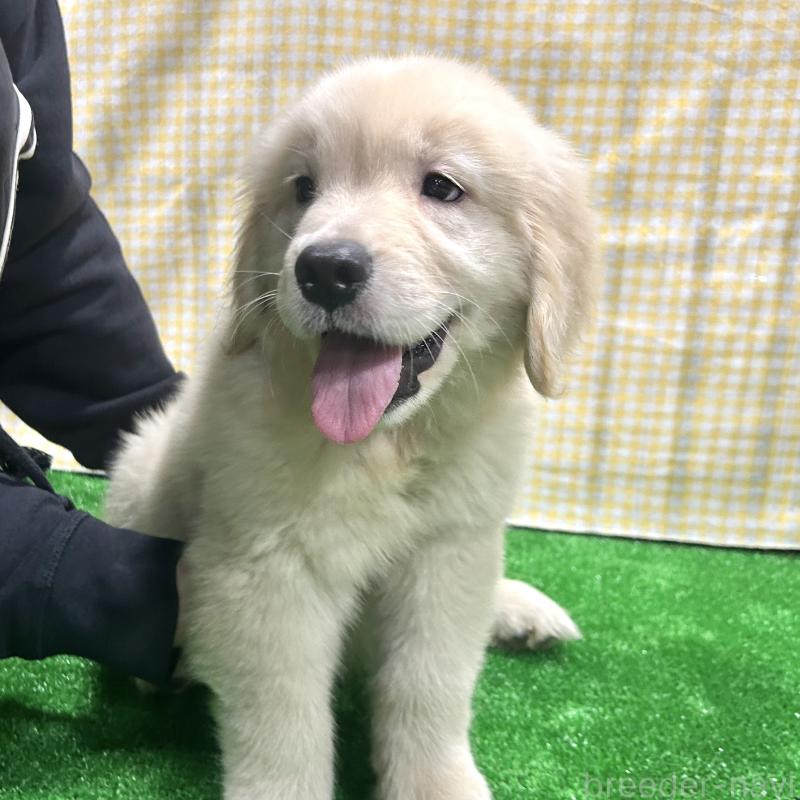 販売中の栃木県のゴールデンレトリーバー-421578の12枚目