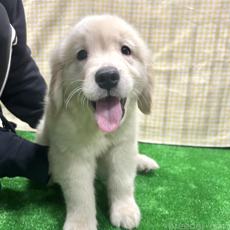 販売中の栃木県のゴールデンレトリーバー-421578の11枚目