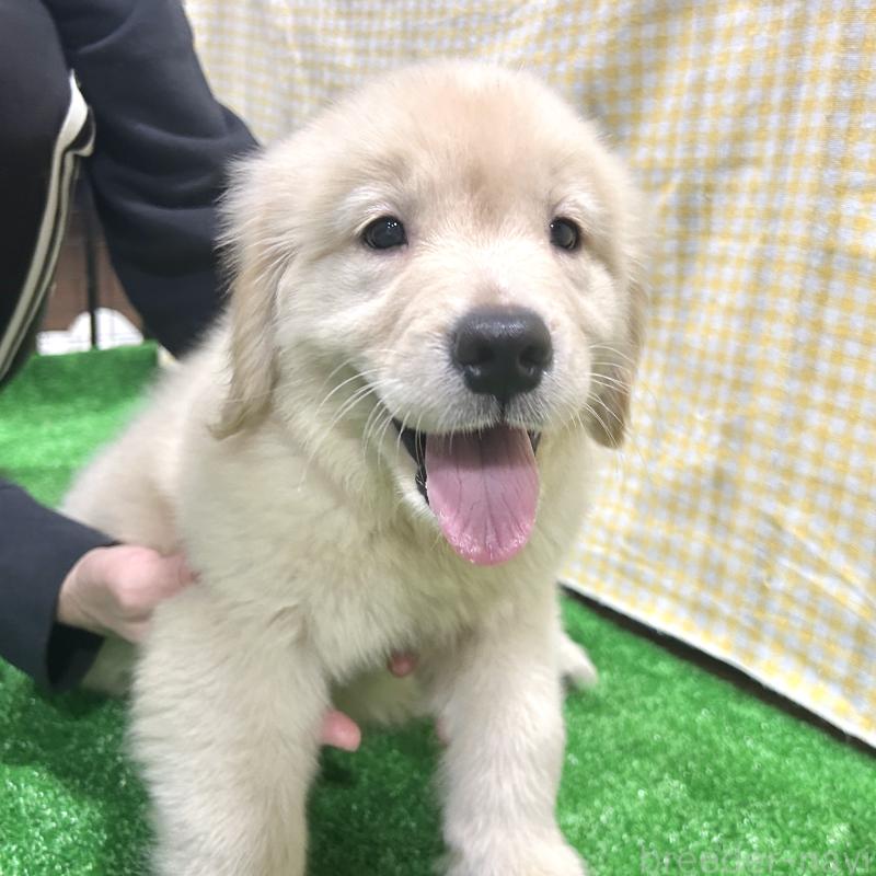 販売中の栃木県のゴールデンレトリーバー-421578の10枚目