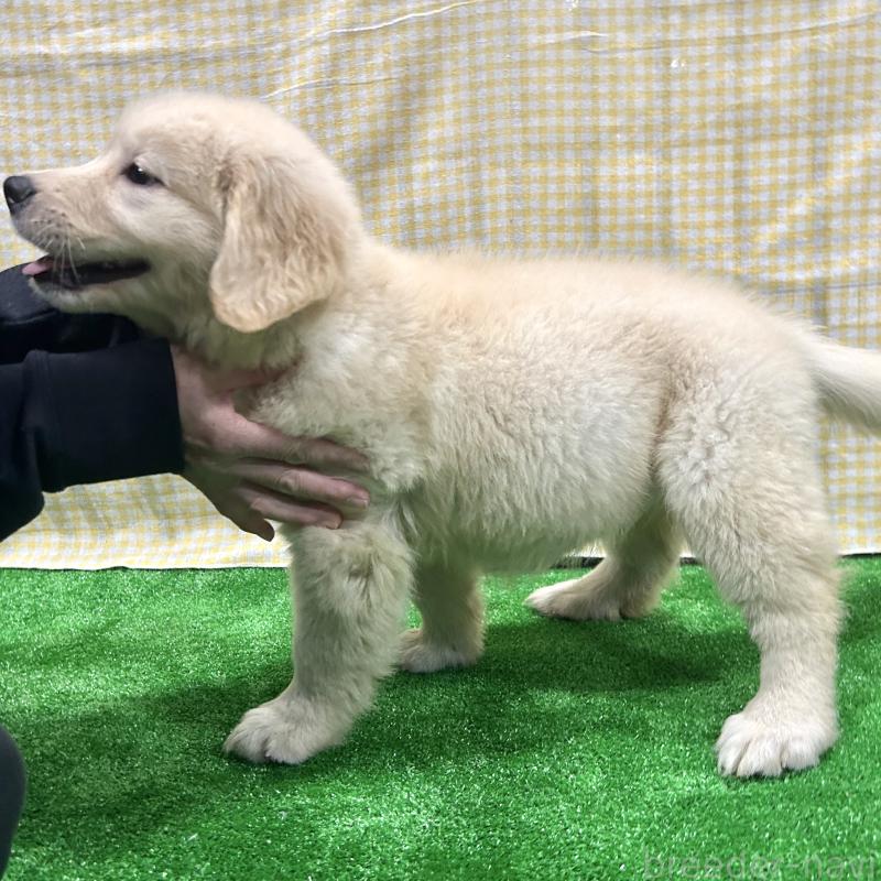 販売中の栃木県のゴールデンレトリーバー-421578の9枚目