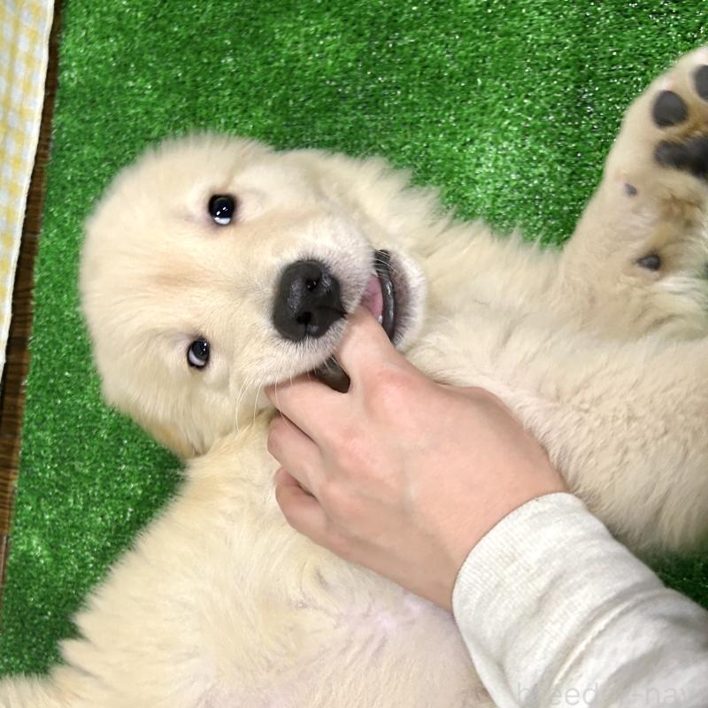 販売中の栃木県のゴールデンレトリーバー-421578の8枚目