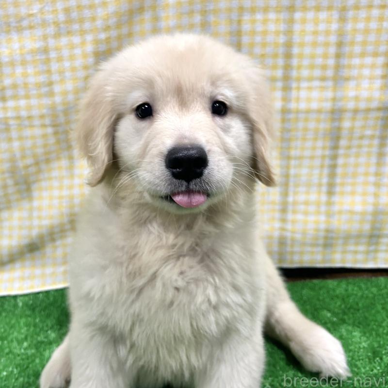 販売中の栃木県のゴールデンレトリーバー-421578の7枚目