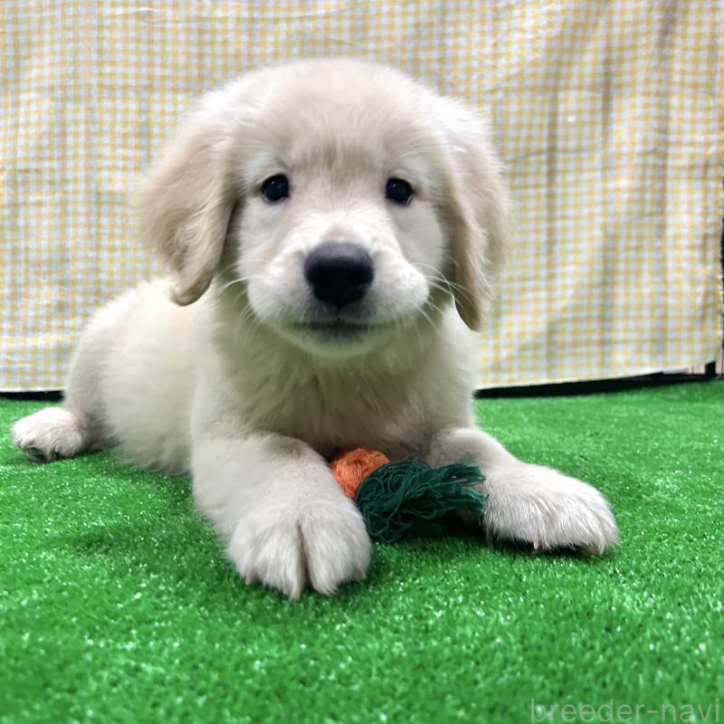 販売中の栃木県のゴールデンレトリーバー-421578の6枚目