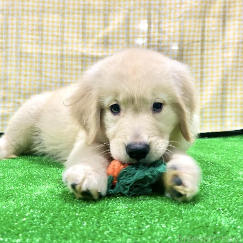 販売中の栃木県のゴールデンレトリーバー-421578の5枚目