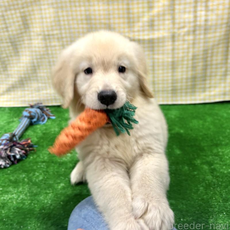 販売中の栃木県のゴールデンレトリーバー-421578の4枚目