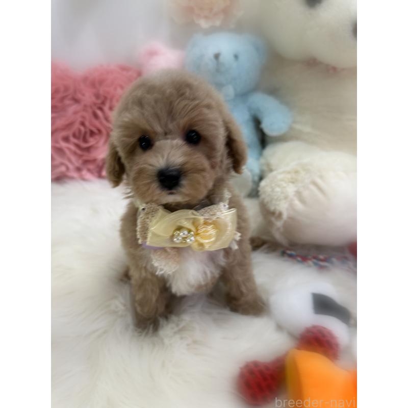 販売中の香川県のトイプードル-419506の11枚目